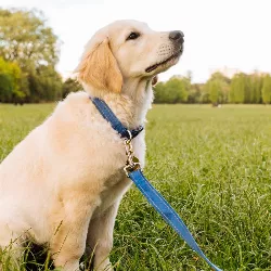 Reflekterande Hundhalsband i Mjuk Bomull