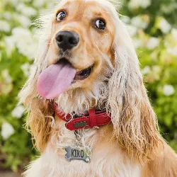 Silver Hund Id-bricka Ben Lyxiga