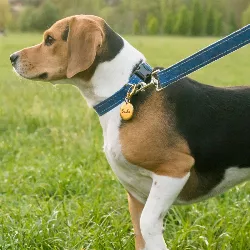 Guld Hund Id-bricka Rund Lyxiga