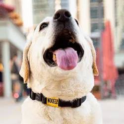 Guld Hund Id-bricka Slide-On