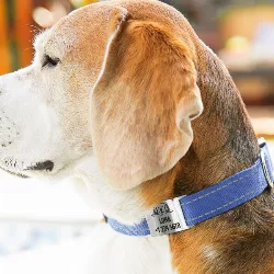 Silver Hund Id-bricka Slide-On