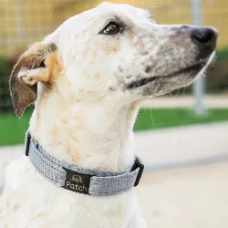 Svart Hund Id-bricka Slide-On