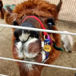 Guld Hund Id-bricka Rund