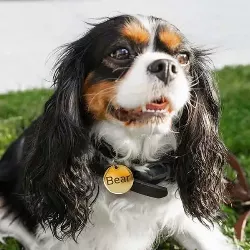 Guld Hund Id-bricka Rund