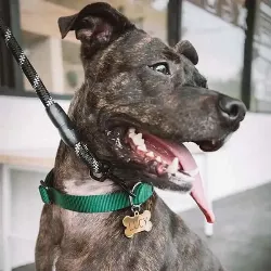Guld Hund Id-bricka Ben
